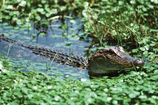 Ancient Kingdoms and Natural Treasures: Chile to Panama