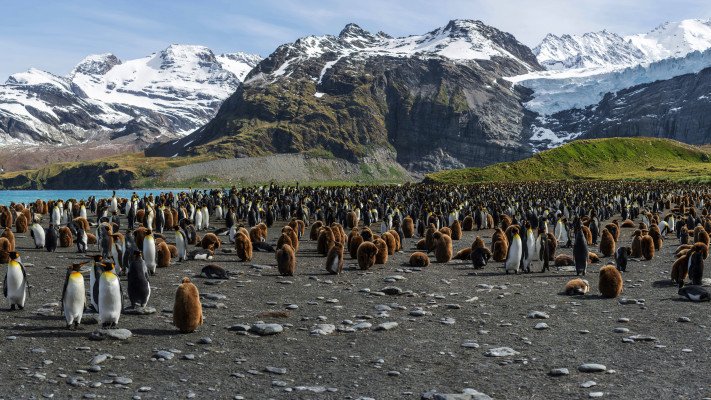 Antarctica, South Georgia & the Falklands