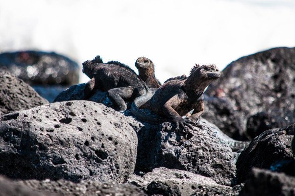 7 Night Galapagos Outer Loop Cruise