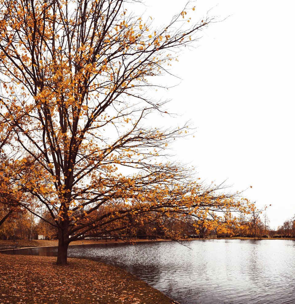 11 Image 11