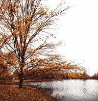 11 Image 11