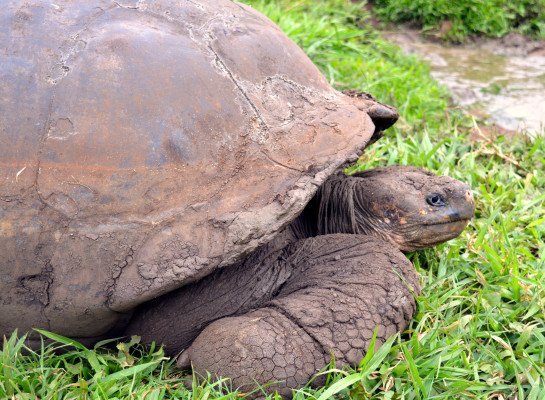 7 Night Galapagos Outer Loop Itinerary