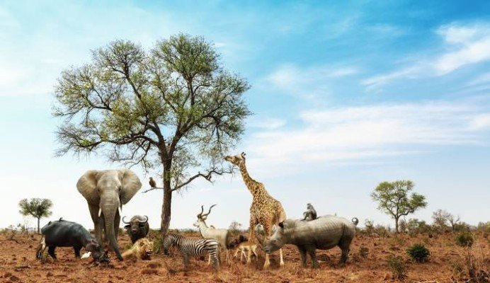 Wildlife & the Falls
