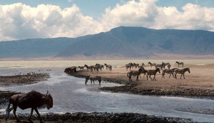 Golden Trails of East Africa
