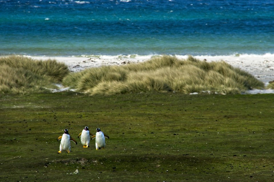 Falkland_Islands_(Malvinas)