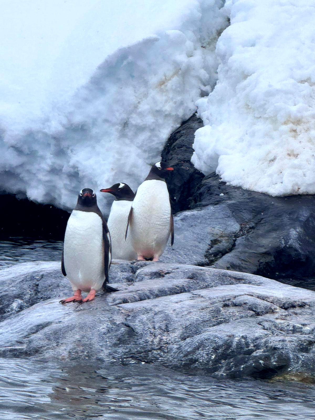 Antarctica