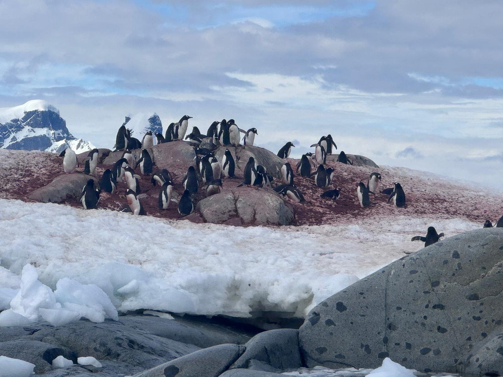 Antarctica