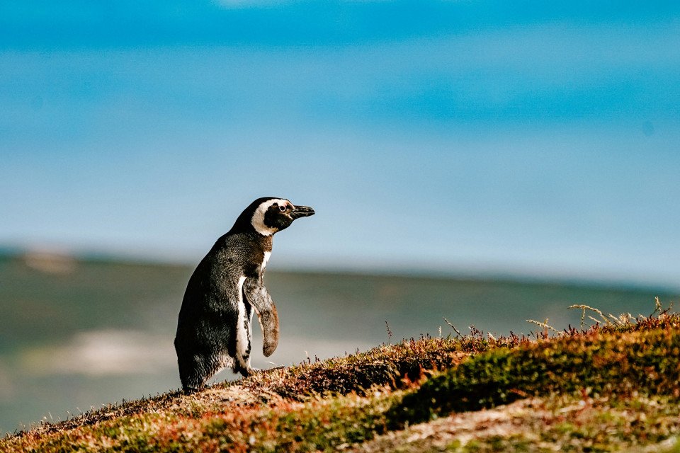 Falkland_Islands_(Malvinas)