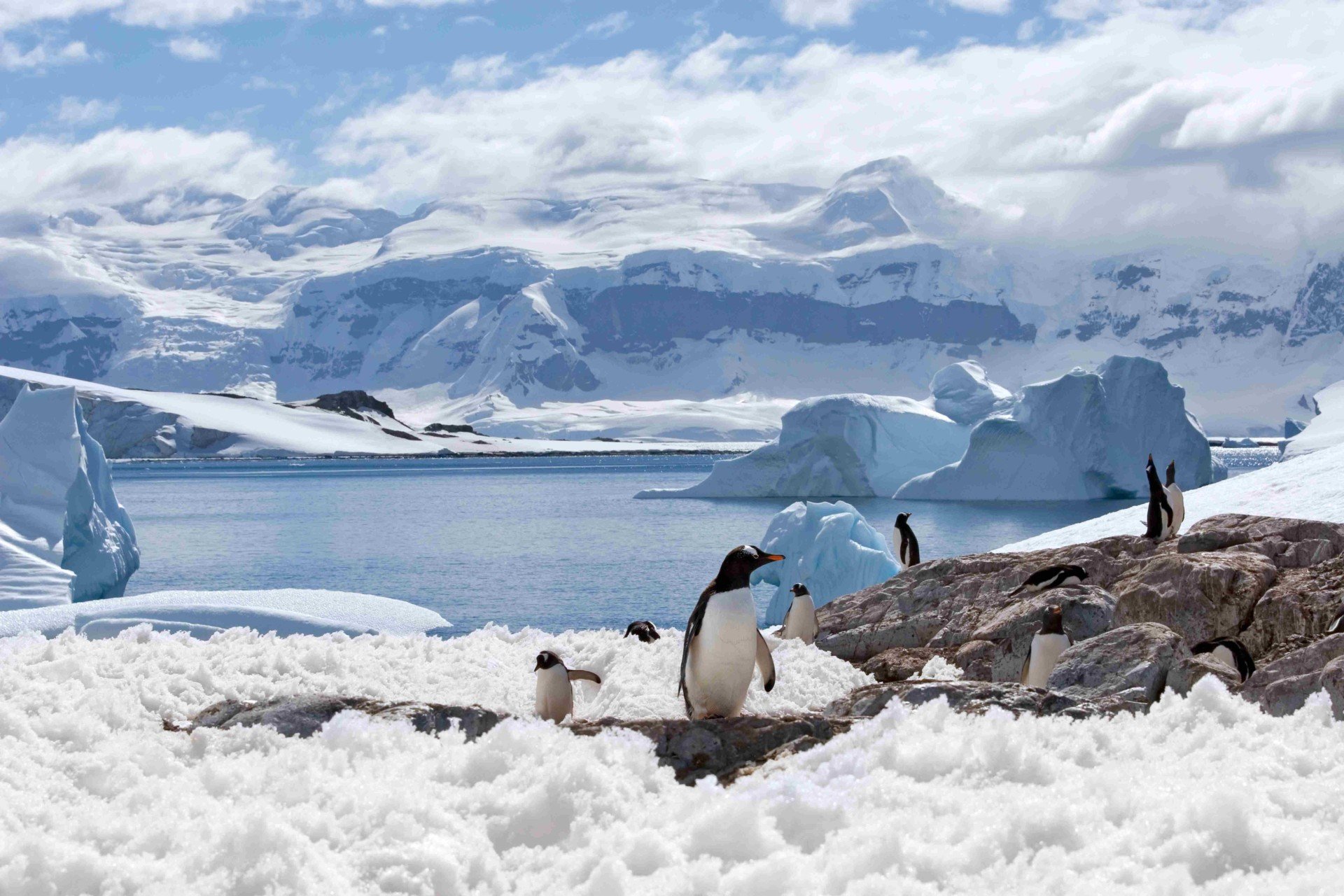 Discover Antarctica’s Big Five