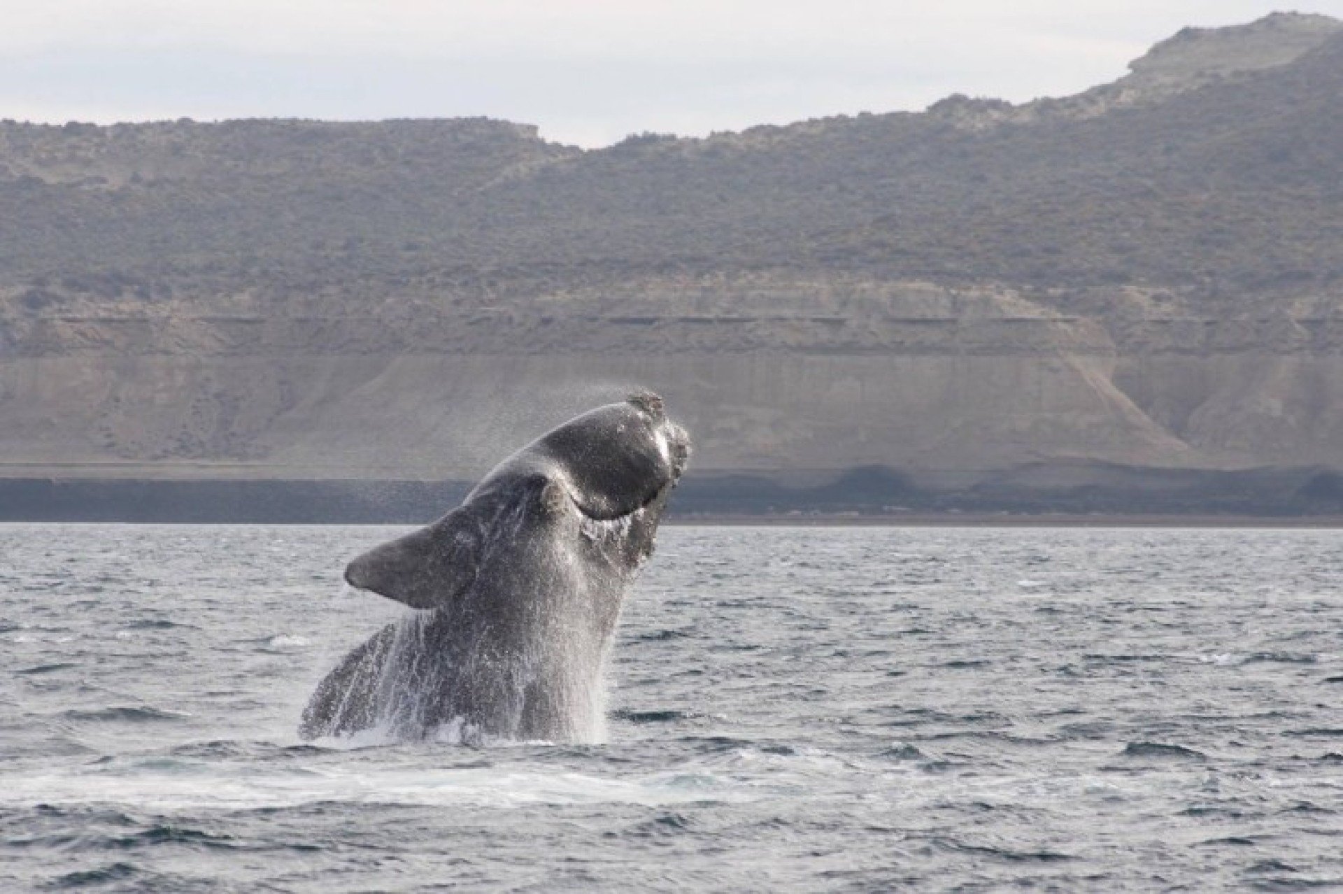South Africa’s Whale Watching Festival