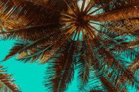 0 Image 0