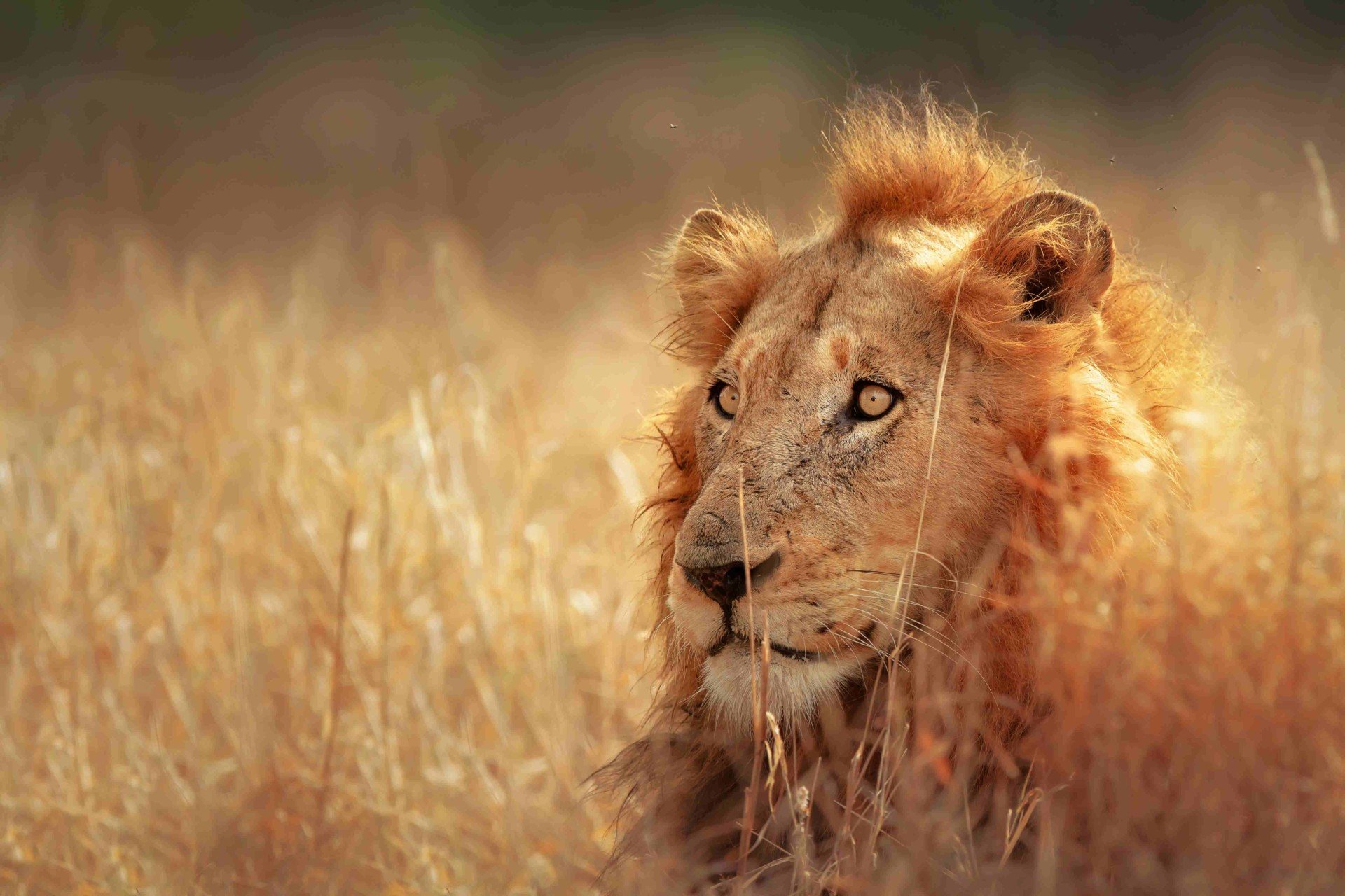Lions, tigers and bears: Meet India’s charismatic wildlife