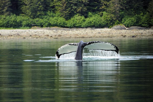 Alaska Cruise: Hubbard Glacier, Juneau & Ketchikan