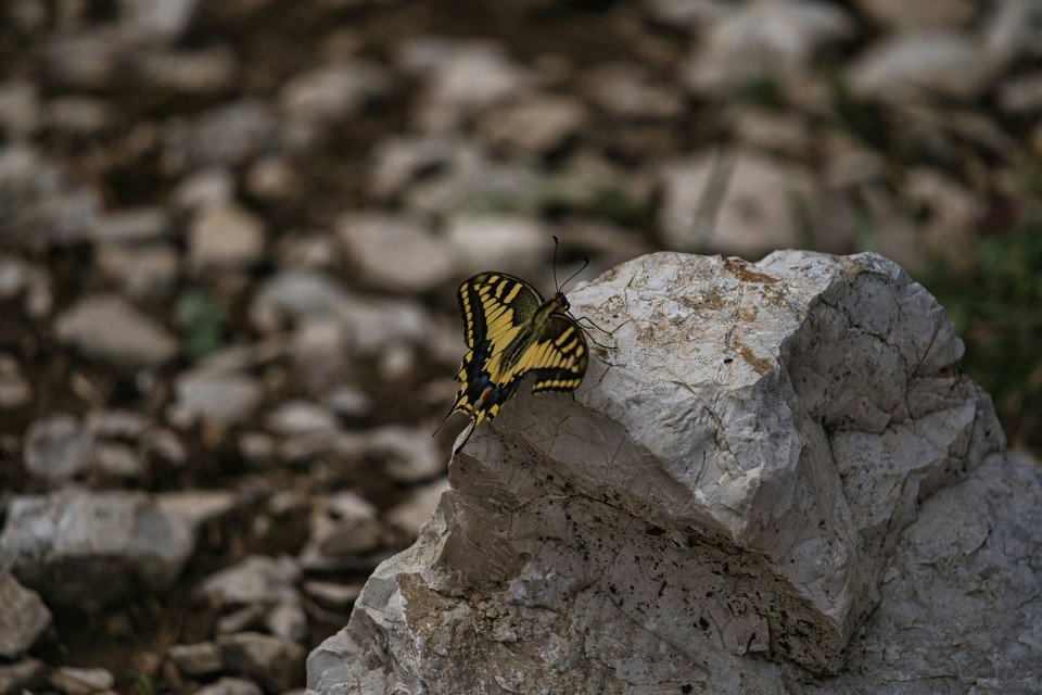 6 Image 6