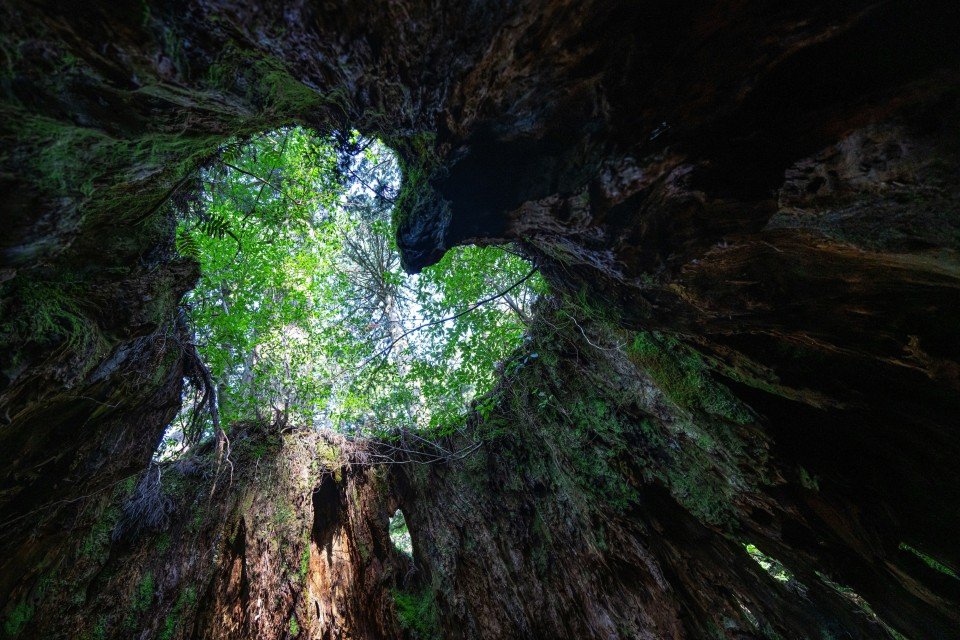 Yakushima