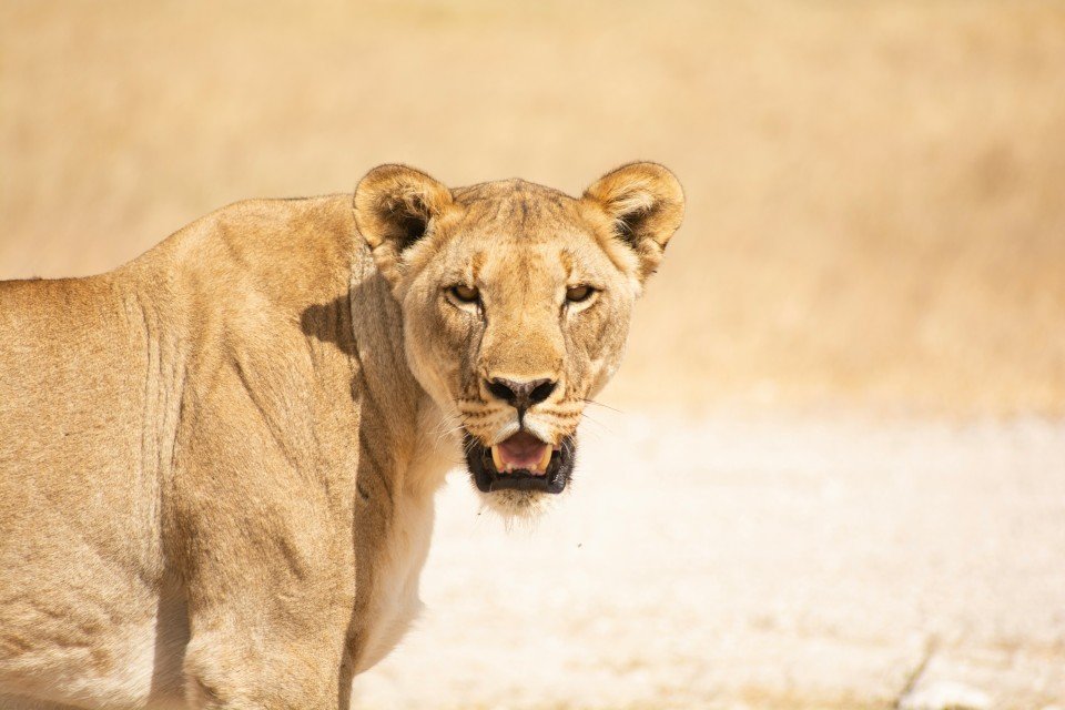 Kenya