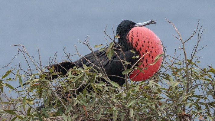 Galápagos Islands - Nine of the Best Isles