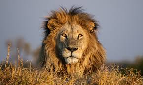 Africa