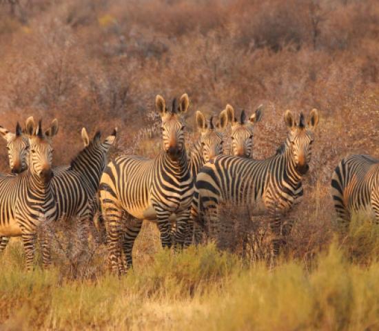 Africa