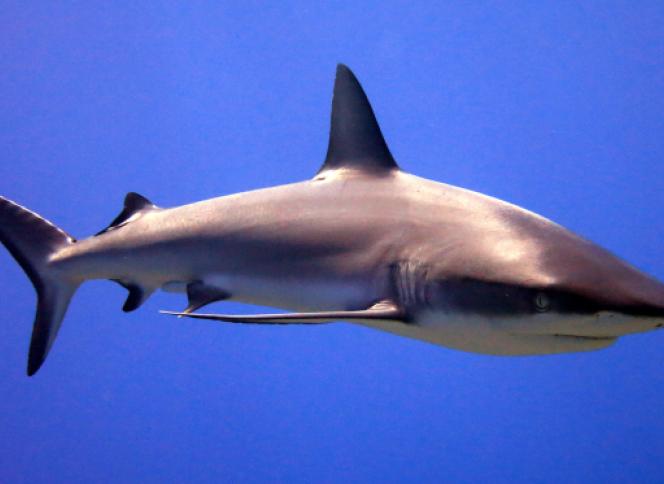 Dolphins
