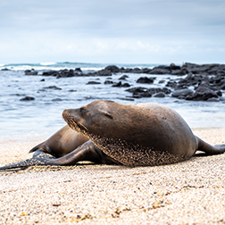 Galápagos