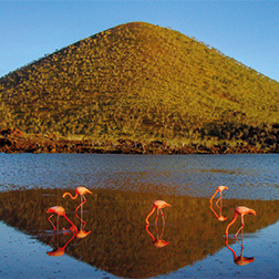 Galápagos