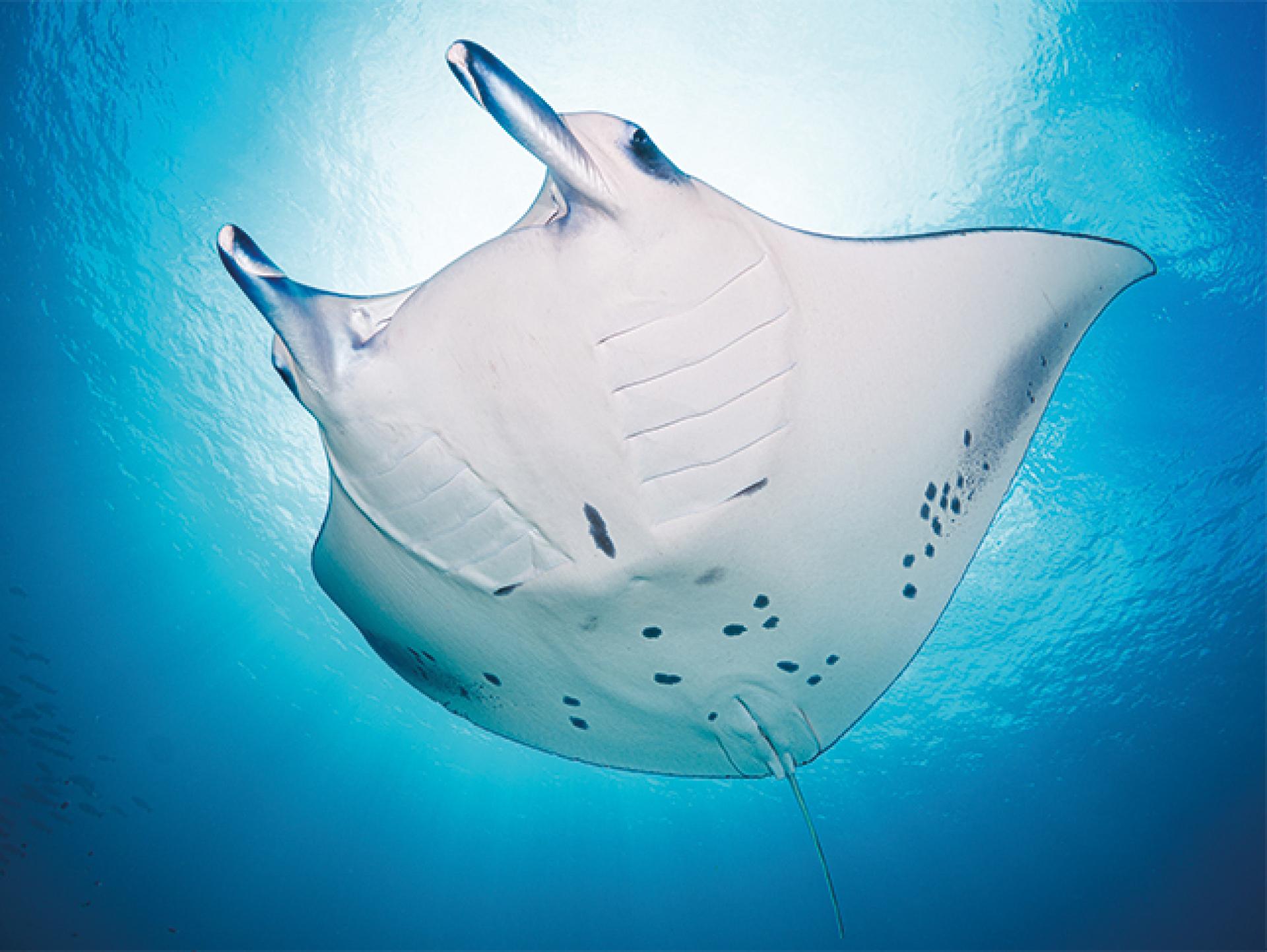 Kimberleys_Manta_rays_644x484